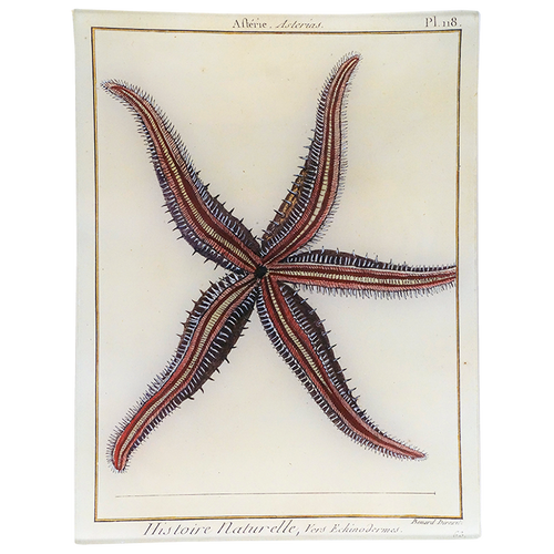 Starfish Pl. 118 (Asterias)