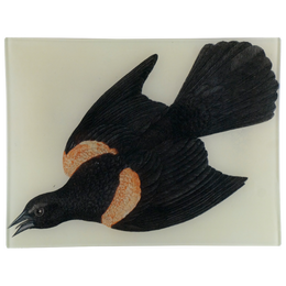Red Winged Starling (Flying Left) - FINAL SALE
