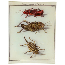 Locust Indica Praefat - FINAL SALE