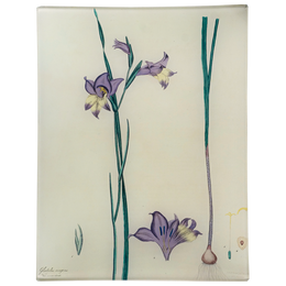 Purple Gladiolus - FINAL SALE