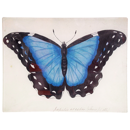 Blue Papilio Erector - FINAL SALE
