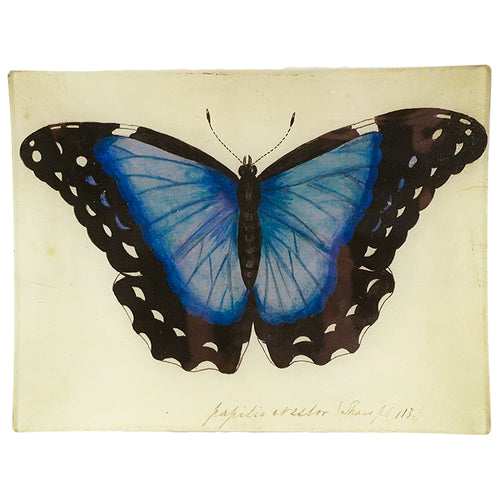 Blue Papilio Erector