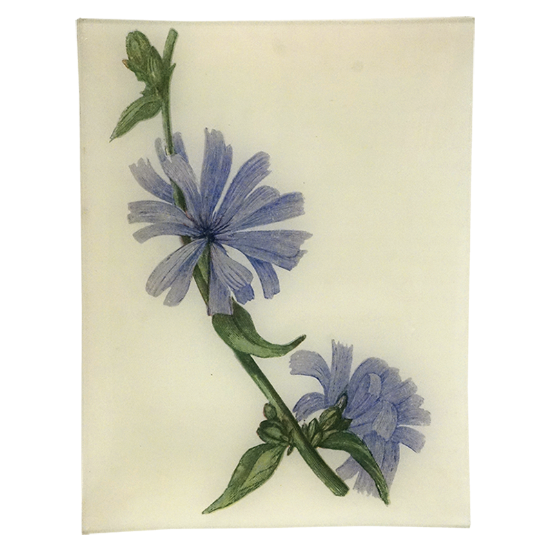 Blue Succory