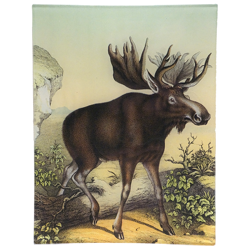 Coco Moose C.