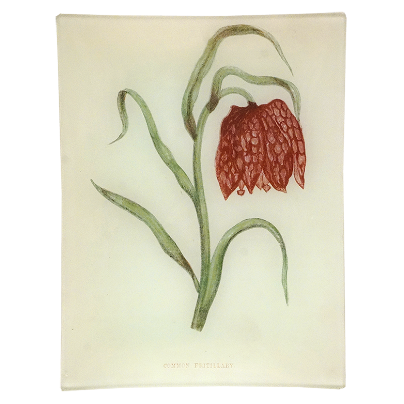 Common Fritillary