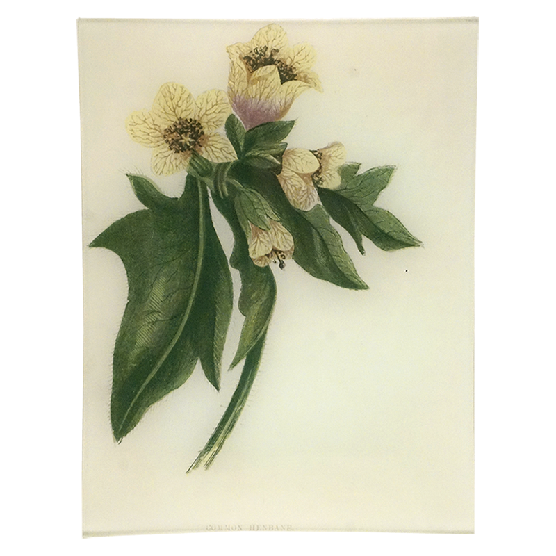 Common Henbane