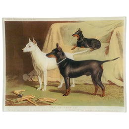 English Terriers - FINAL SALE