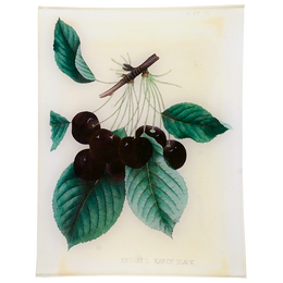 Knight's Early Black Cherries