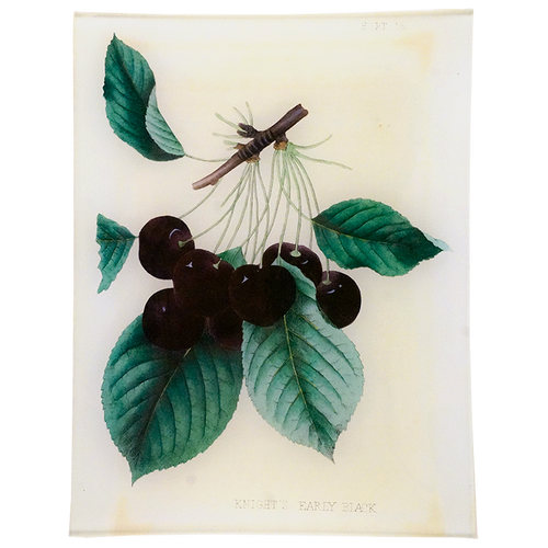 Knight's Early Black Cherries