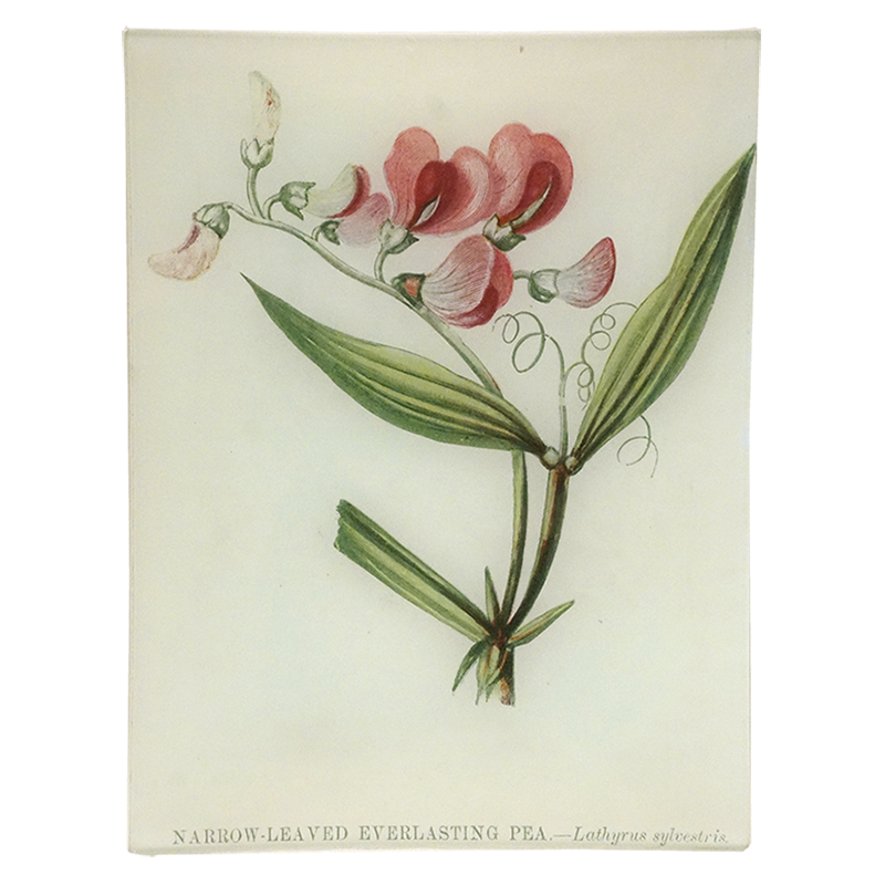 Narrow-Leaved Everlasting Pea