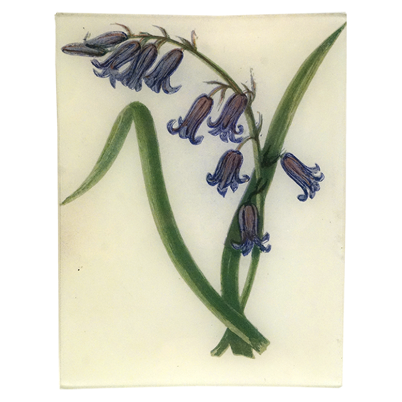 Wild Hyacinth