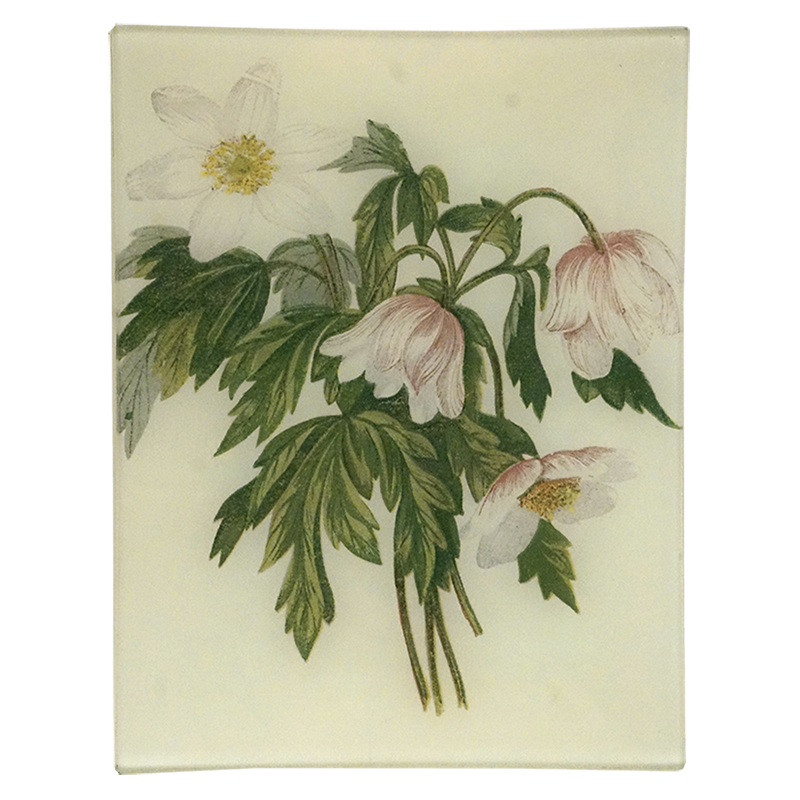 Wood Anemone
