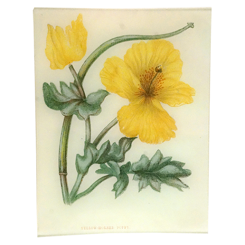 Yellow-Horned Poppy