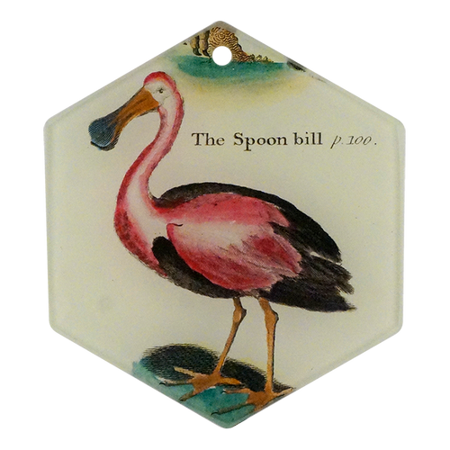 Spoonbill
