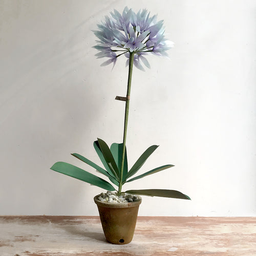 The Green Vase Potted Allium