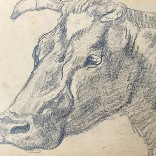 Evert Rabbers Cow Drawing 34