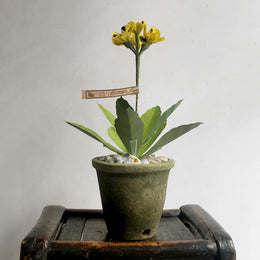 The Green Vase Potted Primula