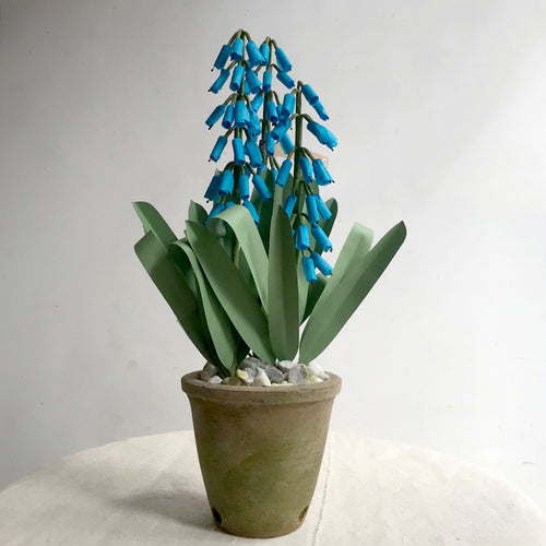 The Green Vase Potted Muscari
