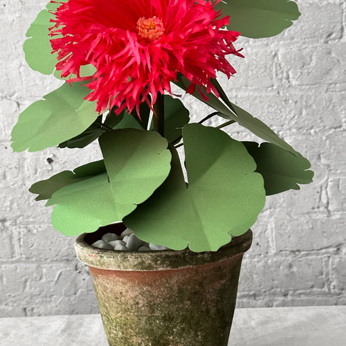 Pink paper plant in a pot 