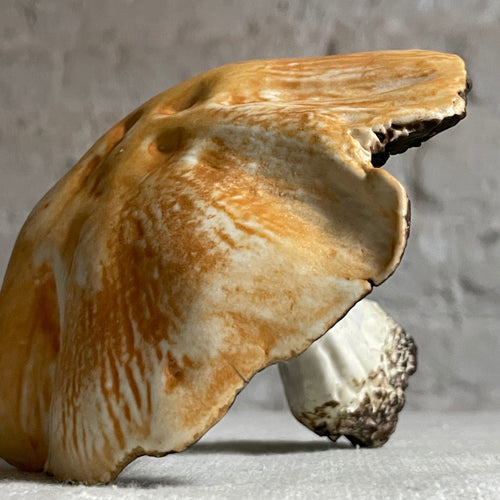 Porcelain Field Mushroom (4)