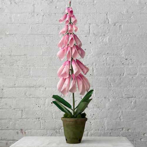 can you plant foxglove in pots The Green Vase Potted Foxglove Plant