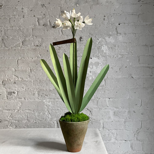 The Green Vase Potted Paper White Plant