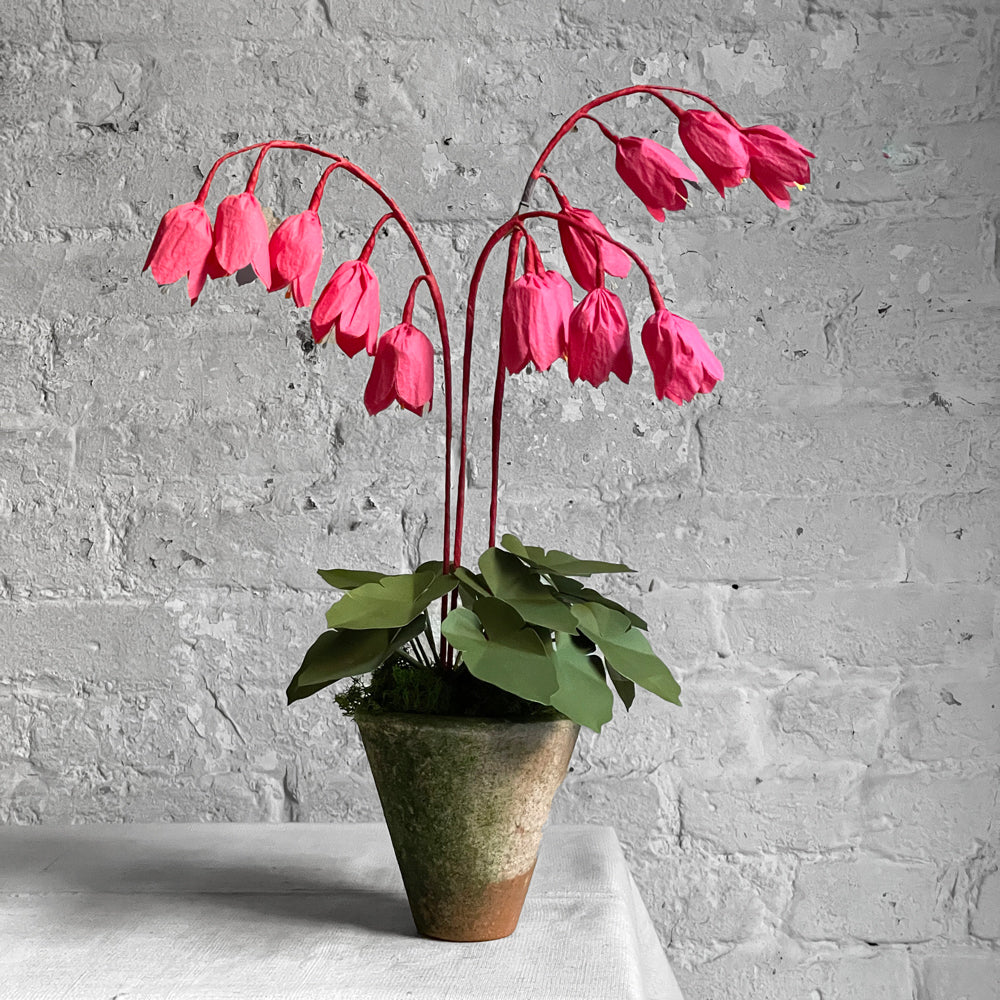 The Green Vase Potted Coral Bells Plant