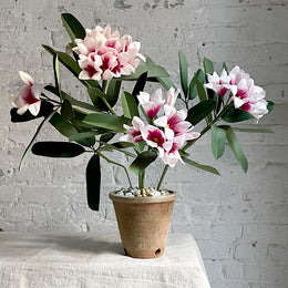 The Green Vase Potted Rhododendron