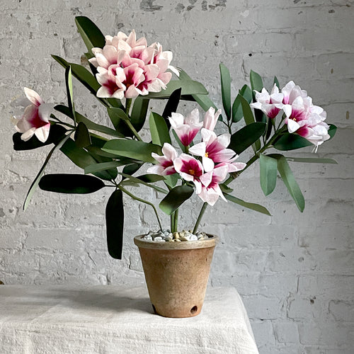 rhododendron indoor plant The Green Vase Potted Rhododendron