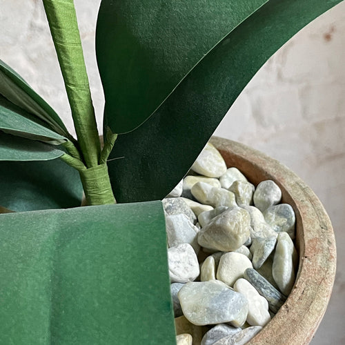 The Green Vase Potted Amaryllis Plant