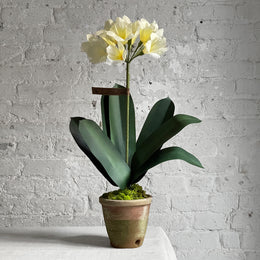 The Green Vase Potted Clivia Plant
