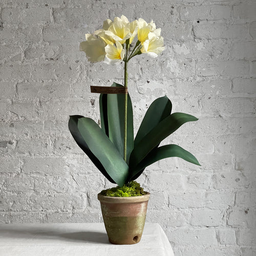 clivia plants in pots The Green Vase Potted Clivia Plant