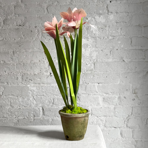 iris potted plant The Green Vase Potted Japanese Iris Plant