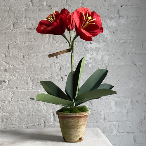 The Green Vase Potted Amaryllis Plant