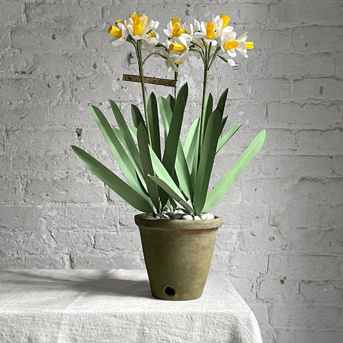 The Green Vase Potted Yellow Narcissus