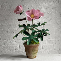 The Green Vase Potted Hellebore Plant