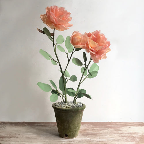 The Green Vase Potted Rose