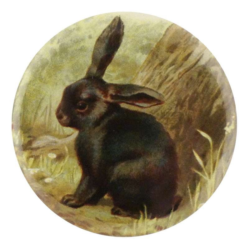Black Bunny