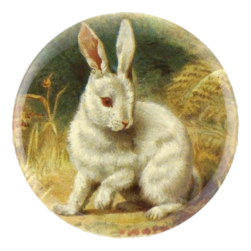 White Bunny
