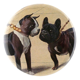 Boston Terrier & French Bulldog