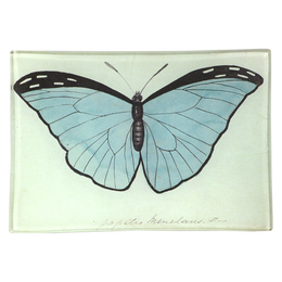 Blue Papilio (Butterfly)