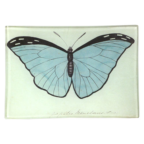 Blue Papilio (Butterfly)