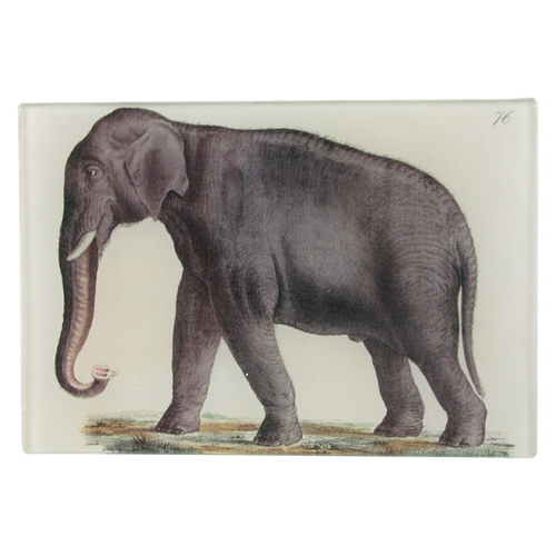 Elephant 76