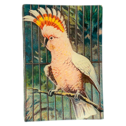 Parrot #3 (Pink)