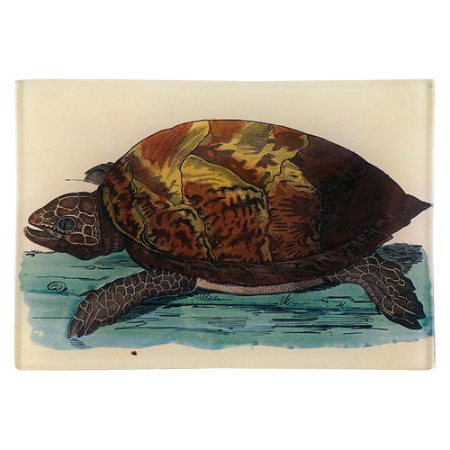 Turtle C