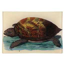 Turtle C - FINAL SALE
