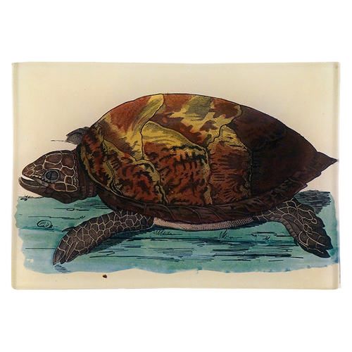 Turtle C - FINAL SALE