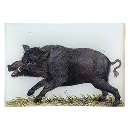 A Boar
