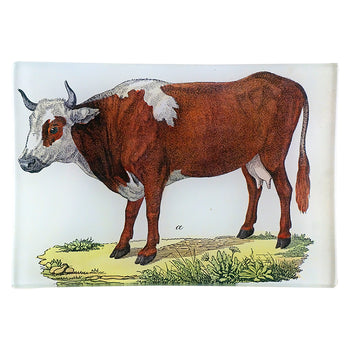 A Cow