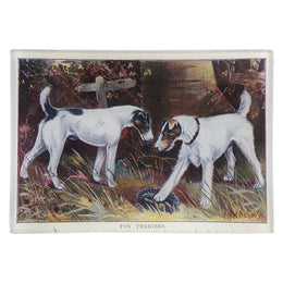 Fox Terriers - FINAL SALE